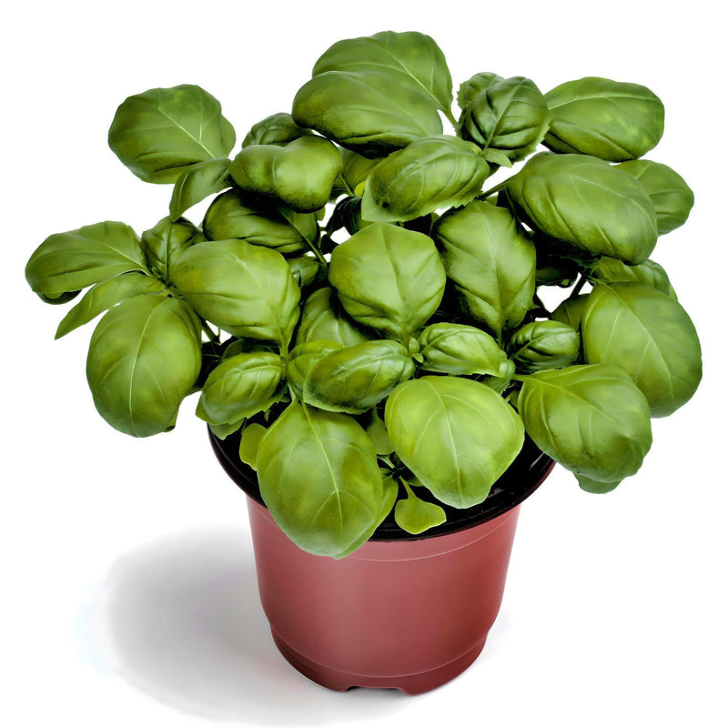 Genovese Basil Seeds - Heirloom Italian Pesto Basil | Dark Green Leaves, Non GMO