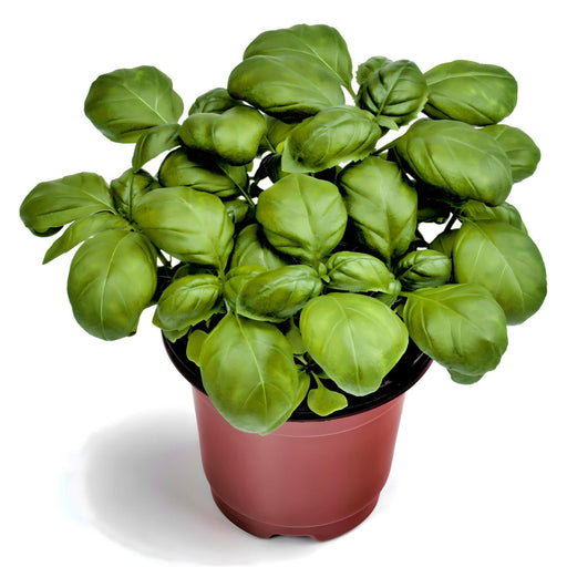 Genovese Basil Seeds - Heirloom Italian Pesto Basil | Dark Green Leaves, Non GMO