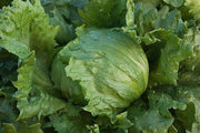 Lettuce Seed Collection – Heirloom, Non GMO Lettuce Seed Blends for Fresh Harvest