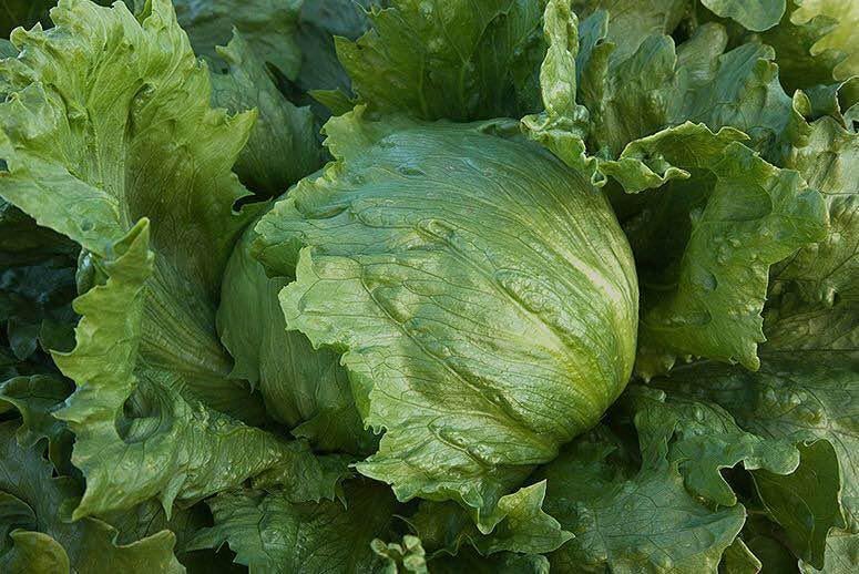 Lettuce Seed Collection – Heirloom, Non GMO Lettuce Seed Blends for Fresh Harvest