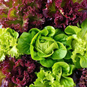 Lettuce Seed Collection – Heirloom, Non GMO Lettuce Seed Blends for Fresh Harvest
