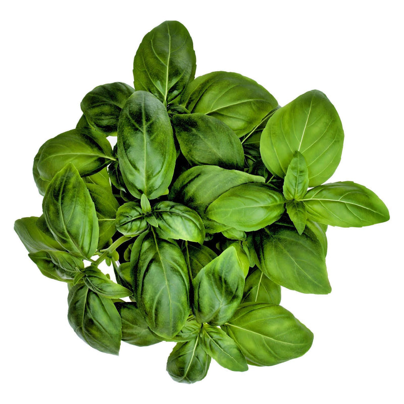 Genovese Basil Seeds - Heirloom Italian Pesto Basil | Dark Green Leaves, Non GMO