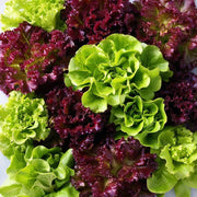 Lettuce Seed Collection – Heirloom, Non GMO Lettuce Seed Blends for Fresh Harvest