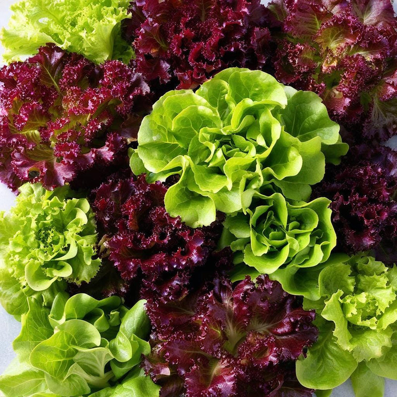 Lettuce Seed Collection – Heirloom, Non GMO Lettuce Seed Blends for Fresh Harvest