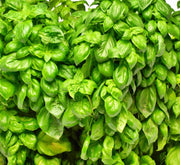 Genovese Basil Seeds - Heirloom Italian Pesto Basil | Dark Green Leaves, Non GMO