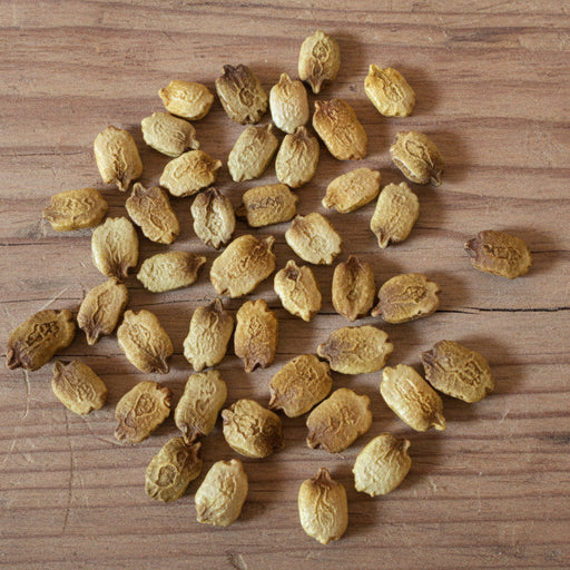 Bitter Melon Seeds – Heirloom Vegetable Seeds | Non GMO Momordica Charantia