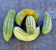 Bitter Melon Seeds – Heirloom Vegetable Seeds | Non GMO Momordica Charantia