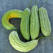 Bitter Melon Seeds – Heirloom Vegetable Seeds | Non GMO Momordica Charantia