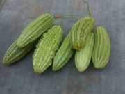 Bitter Melon Seeds – Heirloom Vegetable Seeds | Non GMO Momordica Charantia
