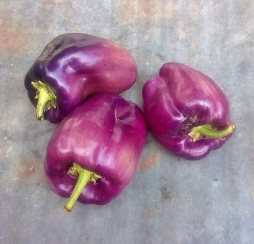 Lilac Bell Pepper - Heirloom Sweet Bell Peppers | Open Pollinated Non GMO Seeds