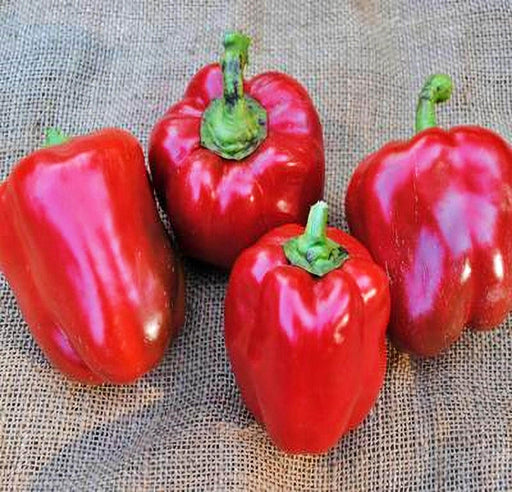 Sweet Bell Pepper – Heirloom Blocky Bell Pepper Seeds | Large Capsicum Annuum