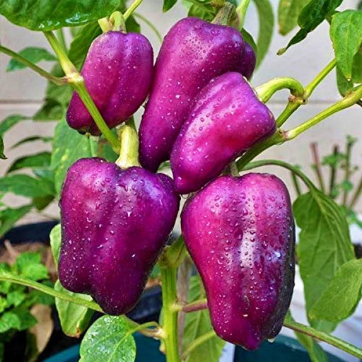 Lilac Bell Pepper - Heirloom Sweet Bell Peppers | Open Pollinated Non GMO Seeds