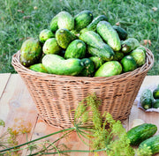Boston Pickling Cucumber Heirloom Seeds – Organic, Crisp, Dark Green Variety
