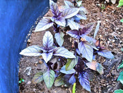 Dark Purple Opal Basil Heirloom Seeds – Ornamental Culinary Herb – Non GMO