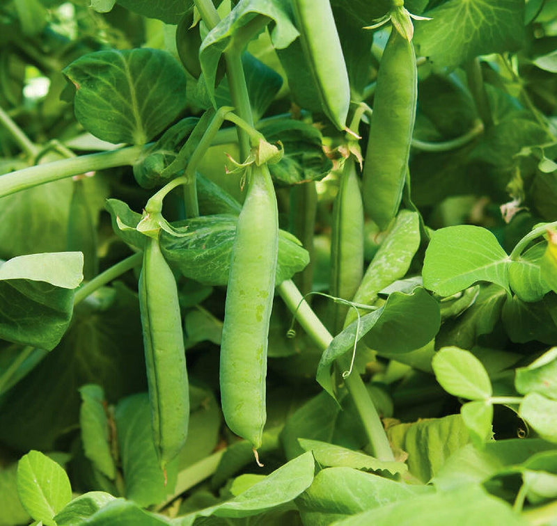 Maxigolt Peas | Heirloom Vegetable Garden Seeds With Sweet Pea Pods