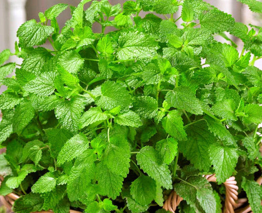 Lemon Balm Seeds - Heirloom Culinary & Medicinal Herb Plants | GMO Free, Perennial