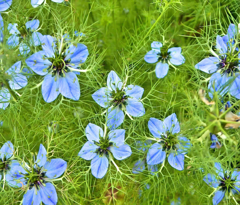 black cumin seed plant Black Cumin Seeds - Heirloom Herb | Found in Tutankhamun's Tomb, 3,000-Year Culinary & Medicinal Herb