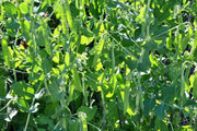 Maxigolt Peas | Heirloom Vegetable Garden Seeds With Sweet Pea Pods