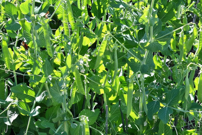 Maxigolt Peas | Heirloom Vegetable Garden Seeds With Sweet Pea Pods