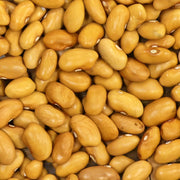 Amarillo Dry Bush Bean