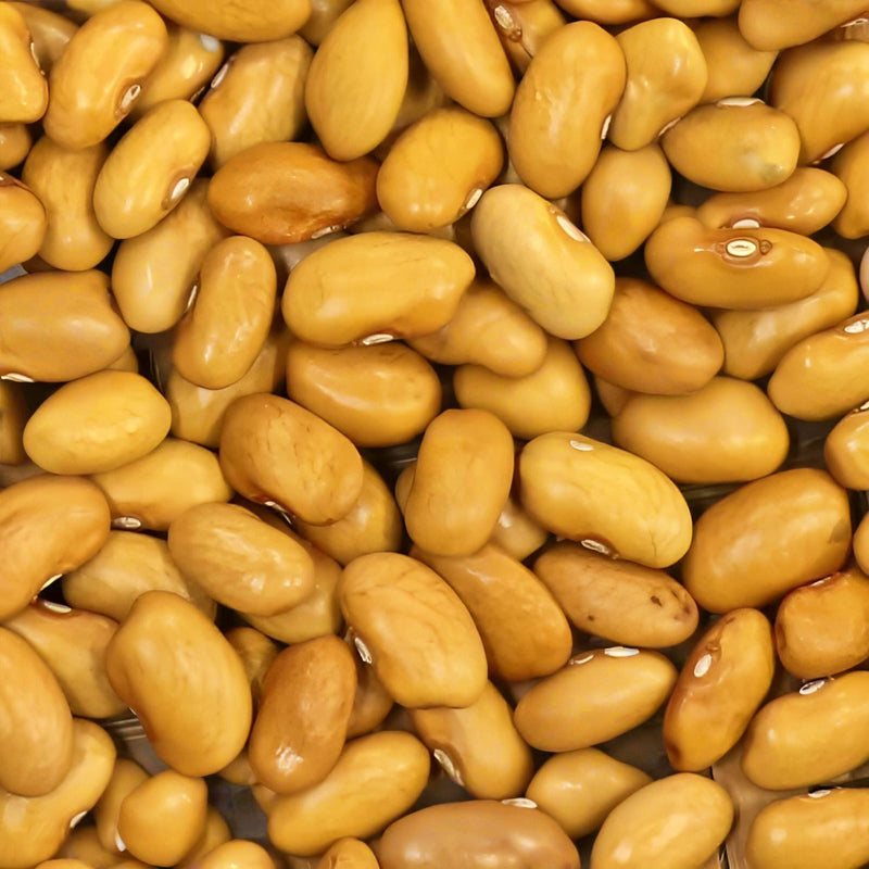Amarillo Dry Bush Bean