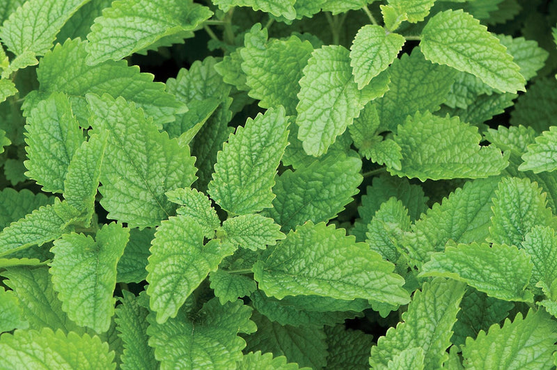 Lemon Balm Seeds - Heirloom Culinary & Medicinal Herb Plants | GMO Free, Perennial