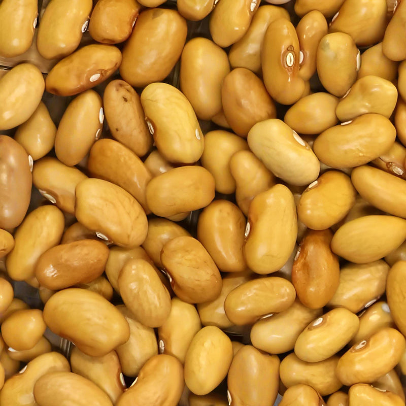 Amarillo Dry Bush Bean