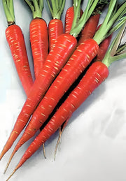 Atomic Red Carrot Heirloom Seeds - High Lycopene, Non GMO, Organic Packet