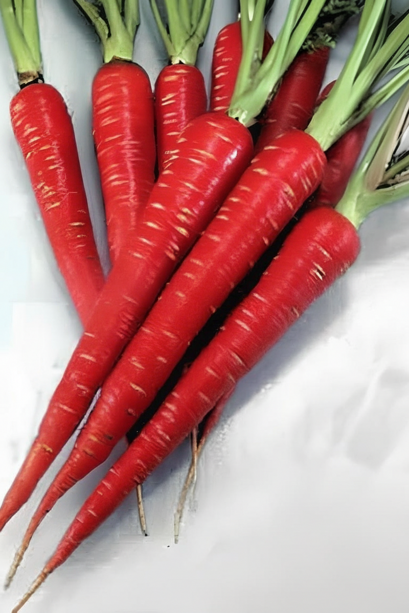 Atomic Red Carrot Seeds — Heirloom High-Lycopene Red Carrot (Daucus carota subsp. sativus)