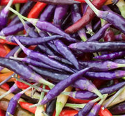 Purple Cayenne Chili - Heirloom Hot Pepper Seeds | Spicy Caribbean Pods
