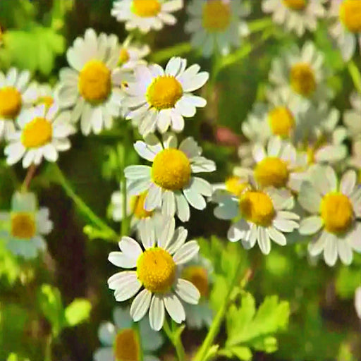 a close-up view of a field of white and yellow daisy flowers with green leaves.