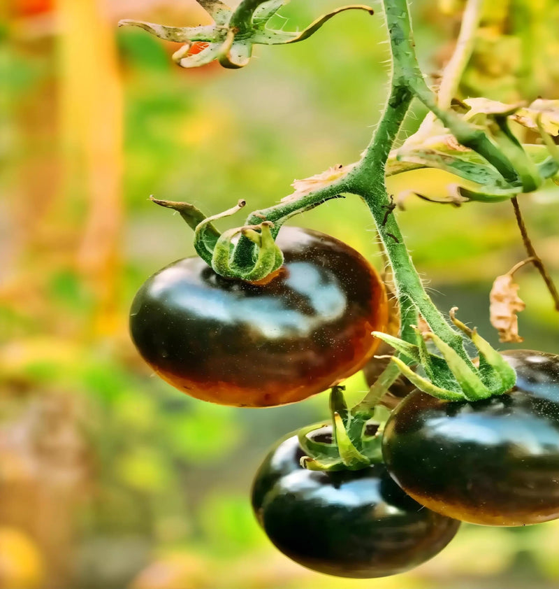 A close-up image of a tomato plant with three ripe, dark green tomatoes hanging from the stem.