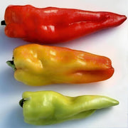 Aconcagua Sweet Pepper