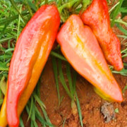 Aconcagua Sweet Pepper