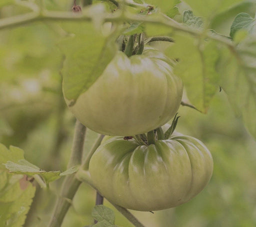 A close-up view of two green tomatoes growing on a plant, surrounded by lush green leaves.