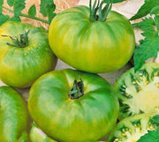 a close-up view of several green tomatoes, some of which are sliced open, revealing their juicy interior. The tomatoes are arranged in a visually appealing manner, with some overlapping each other and others placed side by side.