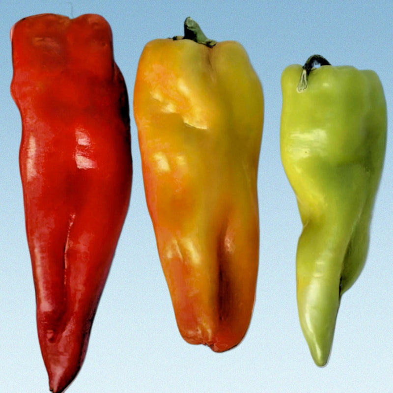 Aconcagua Sweet Pepper