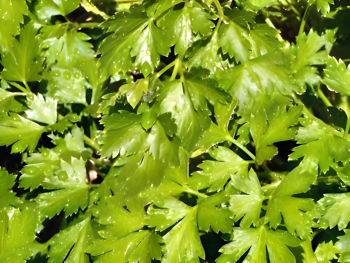 Parsley