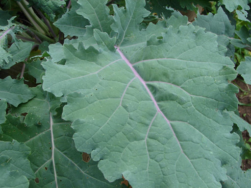 Red Russian Kale - Heirloom Open Pollinated Seeds | Cold Hardy, Nutritious Leafy Greens