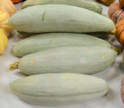 Big Blue Guatemalan Squash - Heirloom Winter Seeds | Blue Banana Shaped Fruit