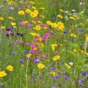 Western Wildflower Mix – Pollinator Flower Blend | Easy Grow Wildflowers Seed Packet