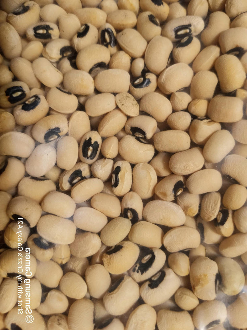 California Black-Eye Cowpeas | Dry Bush Beans Heirloom Seeds - Non GMO, Drought Tolerant