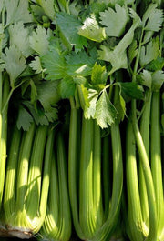 Golden Celery Seeds | Heirloom Self Blanching Celery Seed Packet for Home Garden