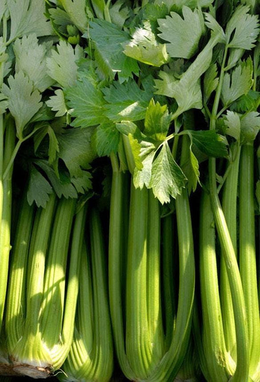 Golden Celery Seeds | Heirloom Self Blanching Celery Seed Packet for Home Garden