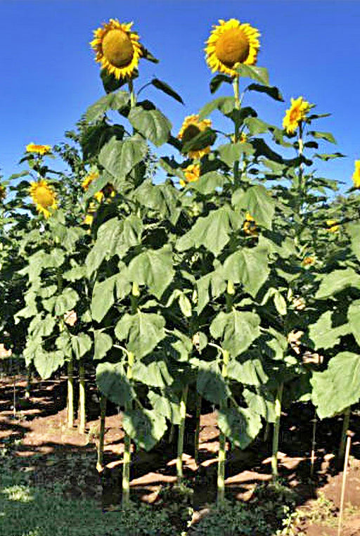 Mongolian Giant Sunflower, Heirloom Sunflower Seeds: Large Yellow Blooms