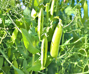 Amish Snap Peas - Heirloom Organic Snap Pea Seeds | Crisp Sweet Green Pods