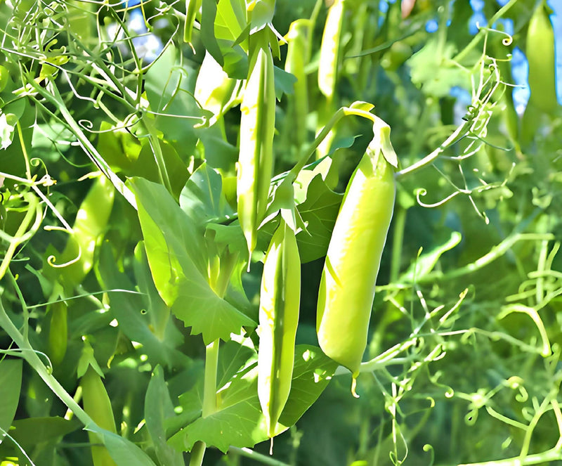 Amish Snap Peas - Heirloom Organic Snap Pea Seeds | Crisp Sweet Green Pods