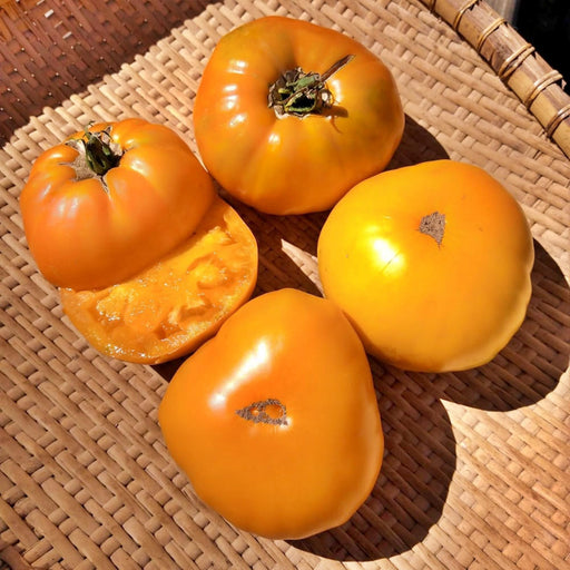 Altai Orange Tomato
