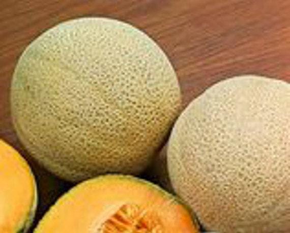 Heirloom Cantaloupe Seeds - Jumbo Large Oval Melon With Sweet Orange Flesh