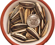 Mongolian Giant Sunflower, Heirloom Sunflower Seeds: Large Yellow Blooms